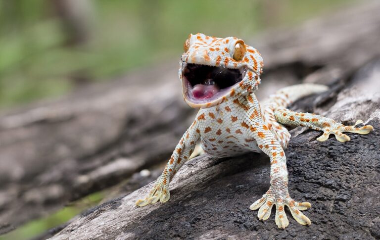 Do Leopard Geckos Make Noise? Let’s Find Out!