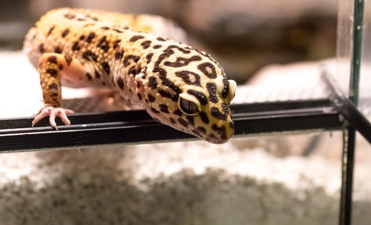 Do Leopard Geckos Need A Heat Lamp: A Guide To Optimal Care