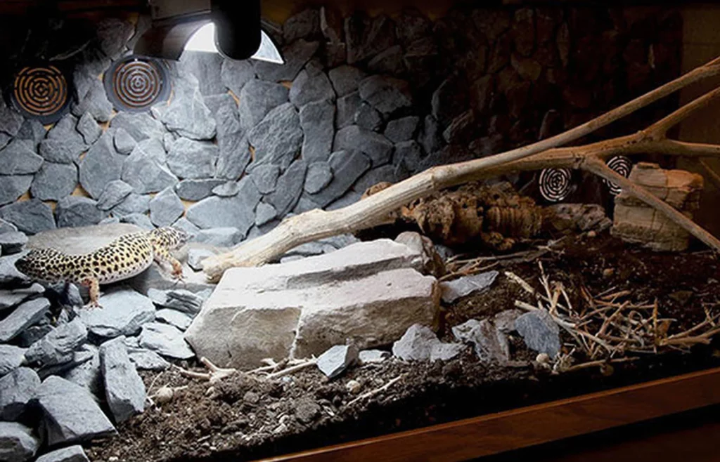 Why Leopard Geckos Need a Heat Lamp