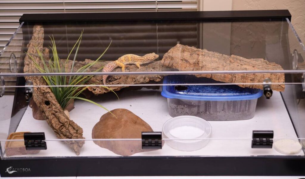 How to Create a Day & Night Cycle with a Heat Lamp in a Leopard Gecko Tank