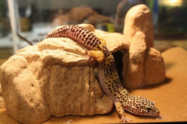 Do Leopard Geckos Need Light At Night? The Nocturnal World