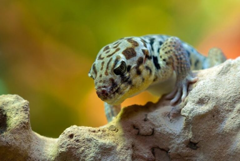 Can Leopard Geckos Eat Grasshoppers? A Feast of Nature’s Bounty