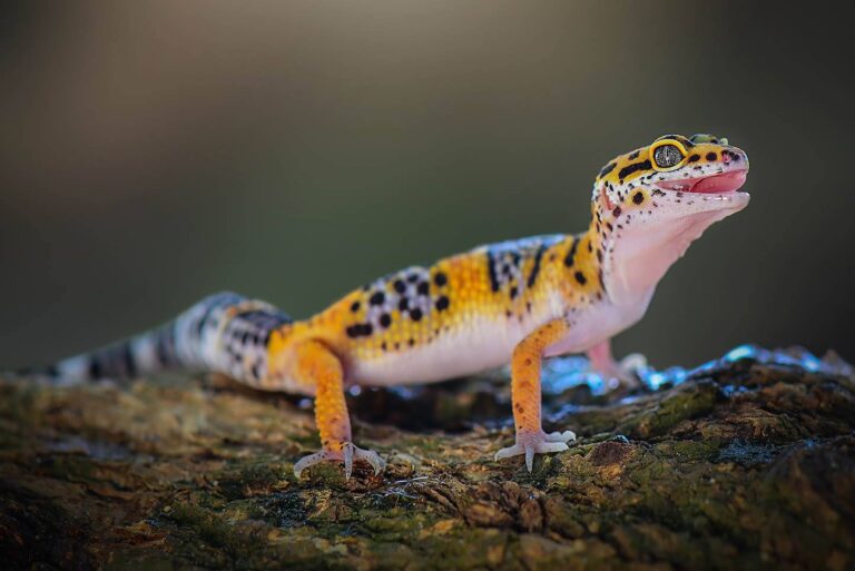 Do Leopard Geckos Need Uvb: Unlocking Leopard Gecko Care
