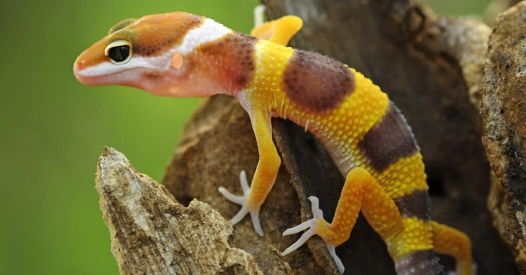 What are the factors that influence the size of leopard geckos