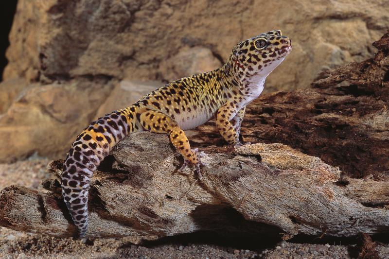 Are Male Leopard Geckos Bigger Than Females