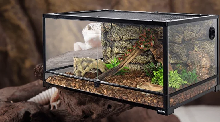 How Big of a Tank Does a Leopard Gecko Need? Creating the Perfect Home