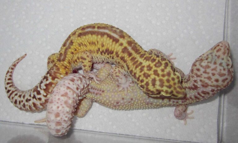 How Do Geckos Mate? Unlocking Nature’s Secret