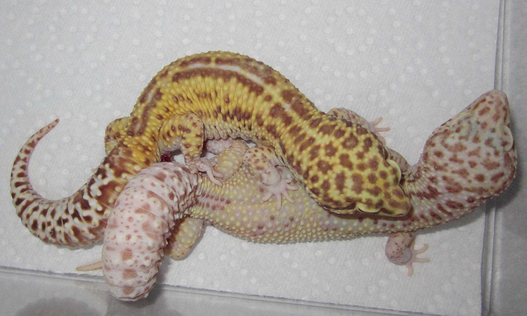 How Do Leopard Geckos Breed