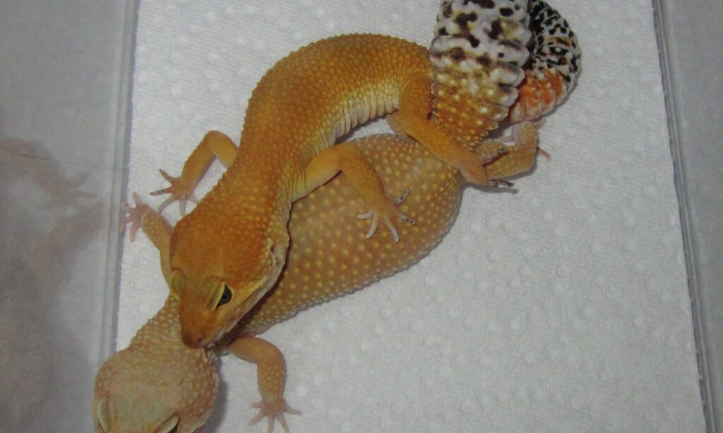 How often do geckos mate