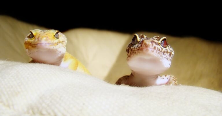 How Do Leopard Geckos Breed? Your Ultimate Guide