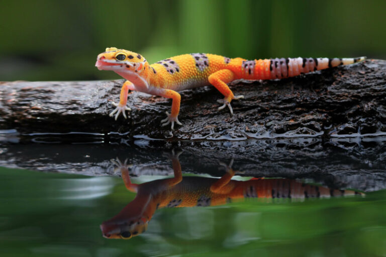 How Long Can Leopard Geckos Go Without Food: A Remarkable Survival Story