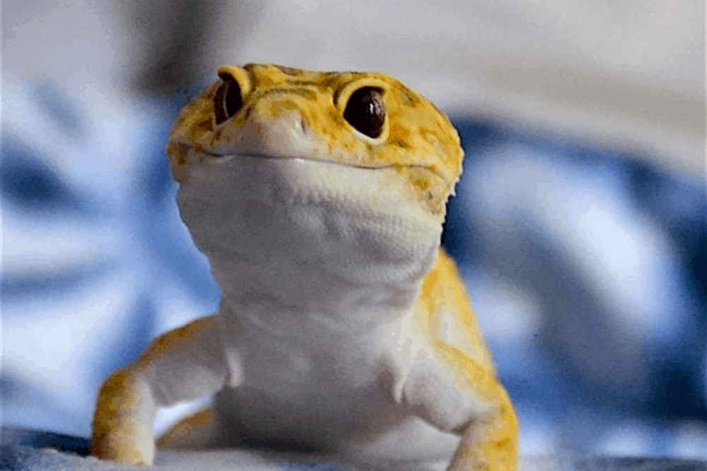 Exploring Leopard Gecko Survival: How Long Can They Thrive Without Food