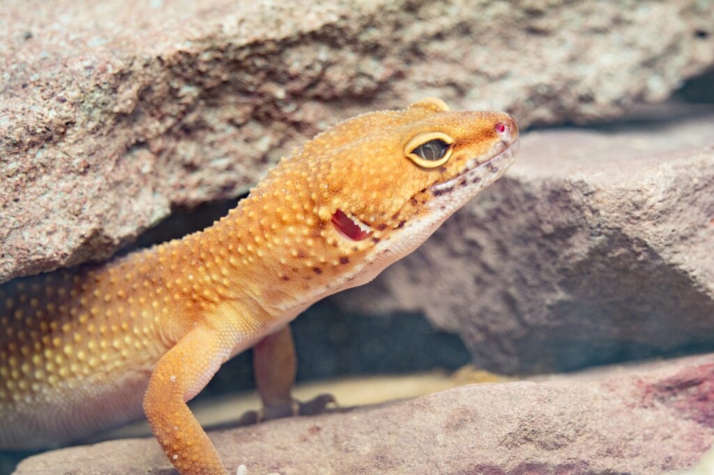 What should you do if your leopard gecko is lost in your house