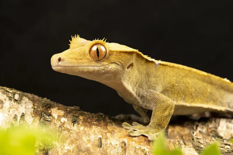 Managing Overweight Crested Geckos: A Comprehensive Guide