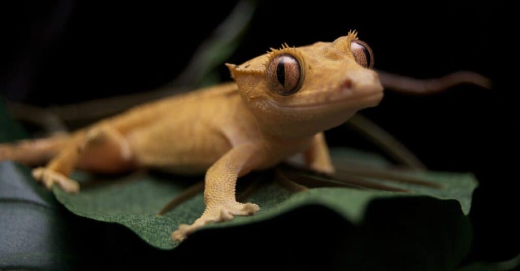 Tips for Extending a Crested Gecko’s Lifespan