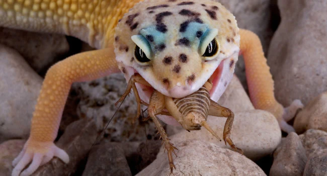 How Many Crickets to Feed a Leopard Gecko: Expert Feeding Guide