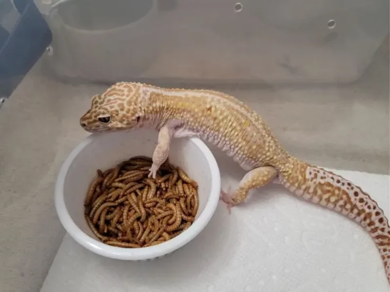 How Many Mealworms To Feed A Leopard Gecko