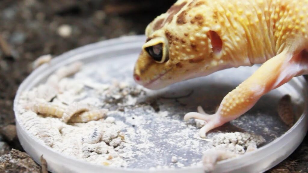 Benefits of Mealworms for Leopard Geckos