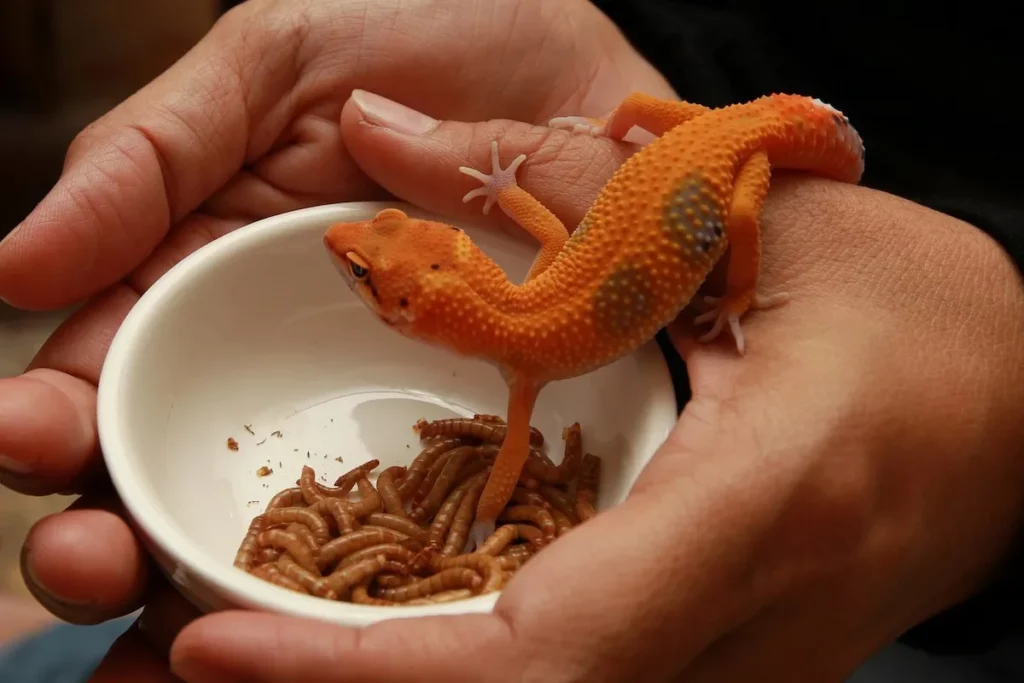Are Gut-Loading Mealworms Necessary for Leopard Geckos