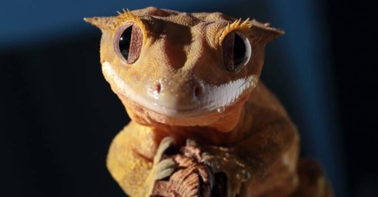 Do Crested Geckos Make Noise? Unveiling the Silent Beauty 