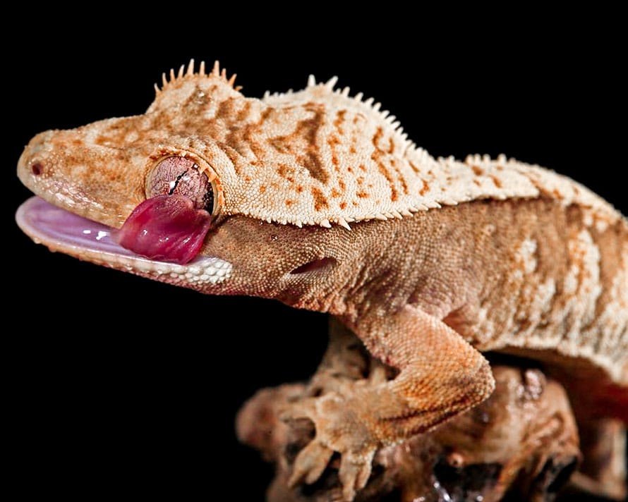 Preventing Excessive Vocalization in Your Crested Gecko