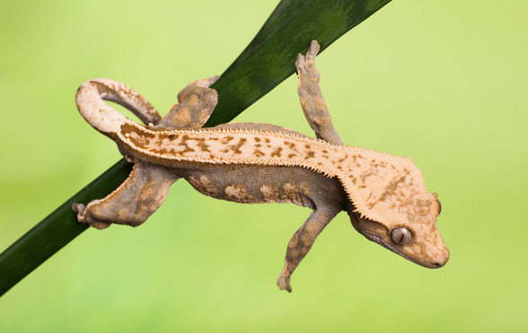 How crested gecko show their friendliness