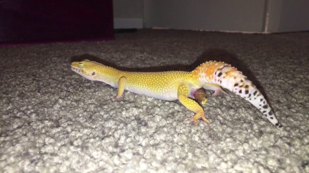 How Does The Leopard Gecko Poop
