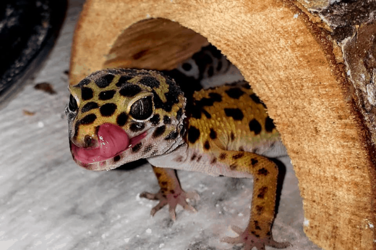 How To Tell How Old A Leopard Gecko Is? Determine The Real Age 