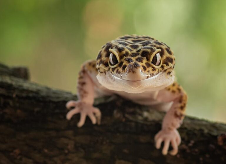 How to Tell If Your Leopard Gecko Is Happy? Signs of a Thriving Pet