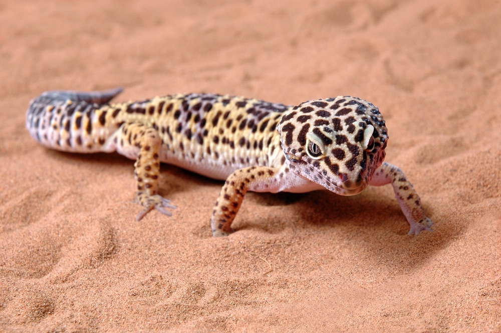 Is Sand Good for Leopard Geckos