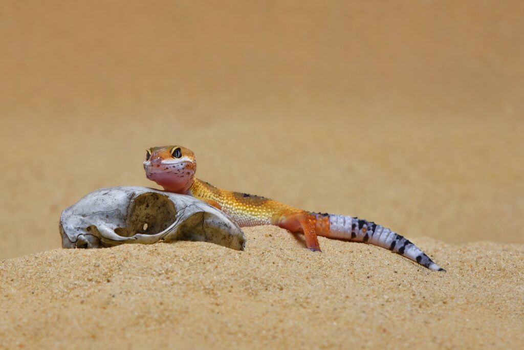 Types of Sand Substrate for Leopard Geckos