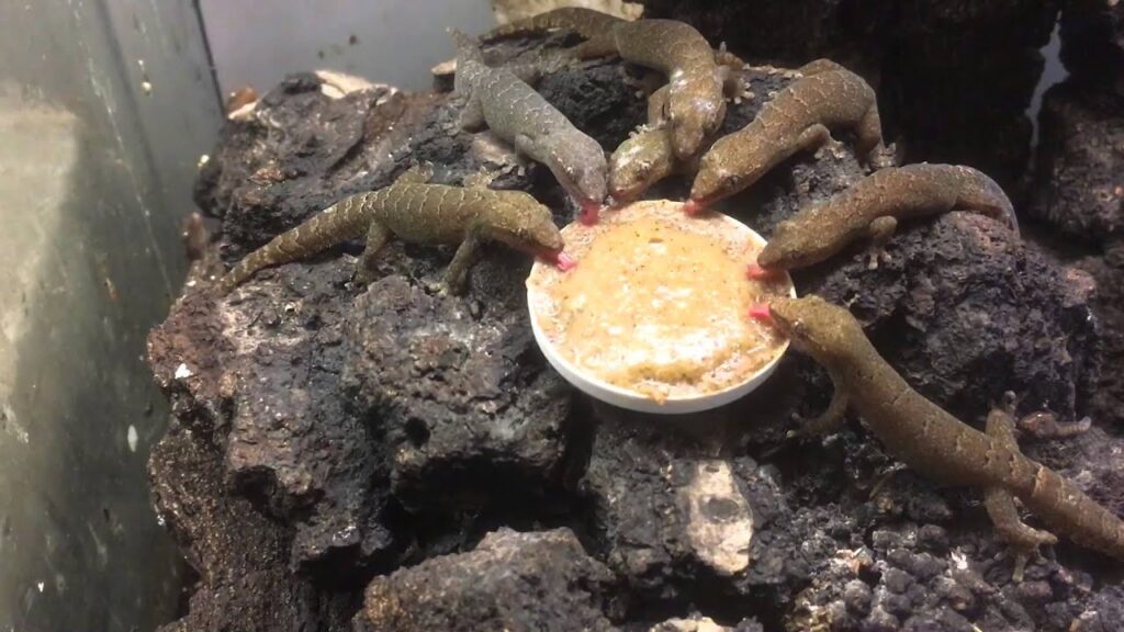 What Do Mourning Geckos Eat: A Full Guide