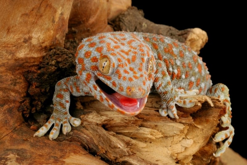 What Do Tokay Geckos Eat
