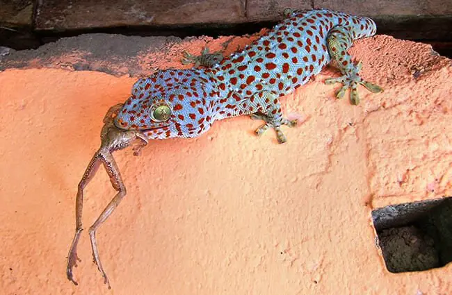 Ensuring Proper Hydration for Tokay Geckos