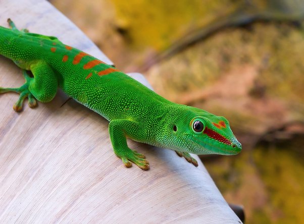 What Kind Of Gecko Is The Geico Gecko? Unveiling The Mystery 
