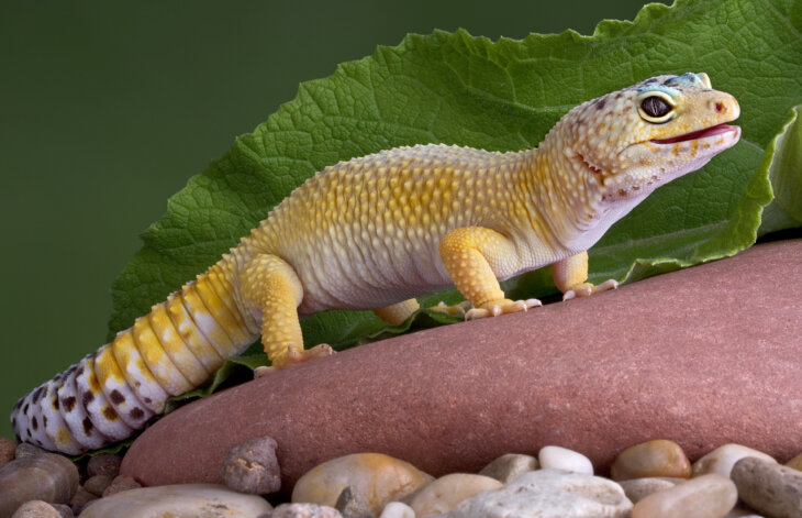 Feeding Grasshoppers to Leopard Geckos: A Simple Approach