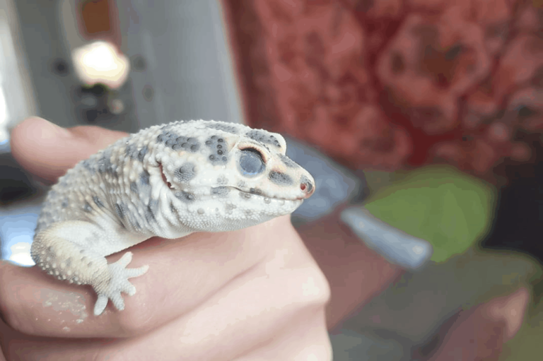 Why Is My Leopard Gecko Pale? Unlocking the Mystery
