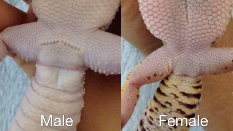 How To Tell If Leopard Gecko Is Male or Female