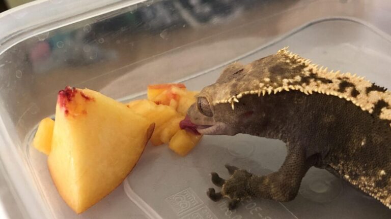 Can Crested Geckos Eat Apples? Exploring a Tasty Twist for Your Pet