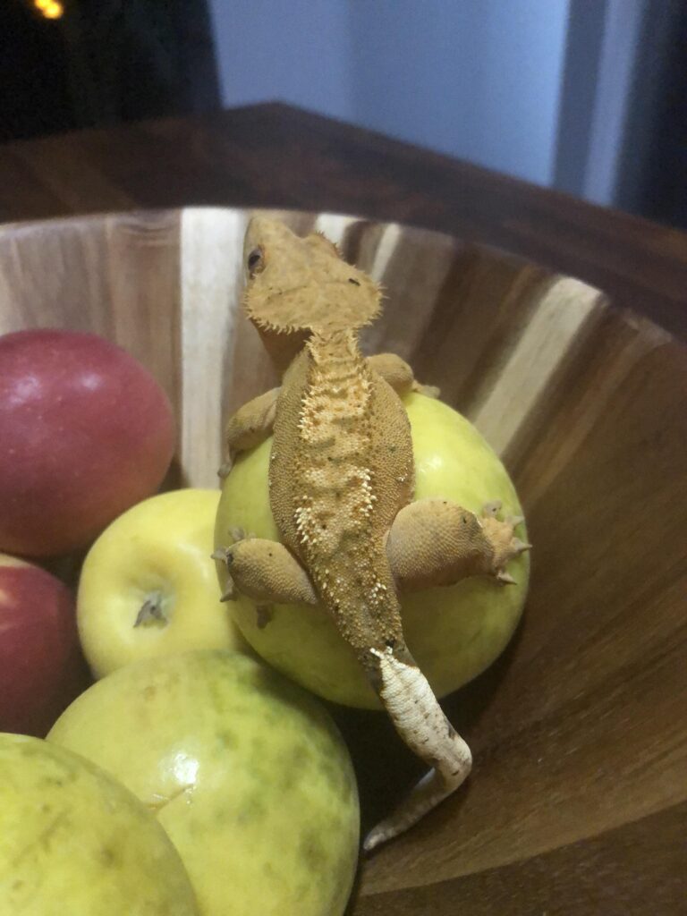 Benefits and Risks of Feeding Apples to Crested Geckos: