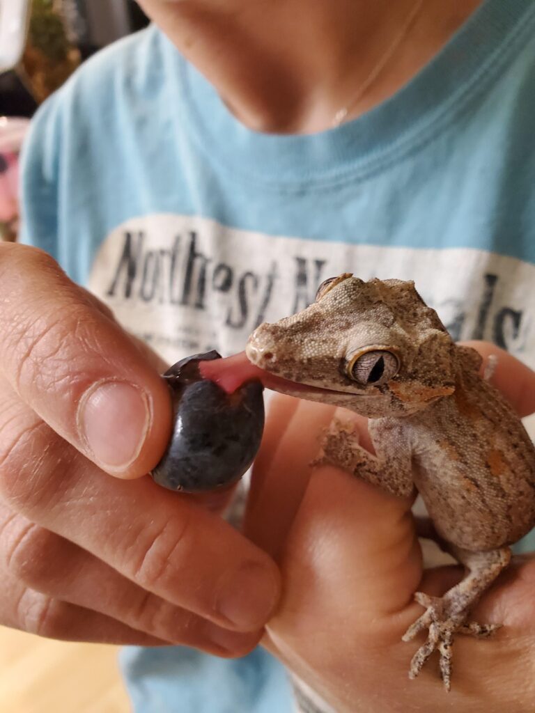 Can Crested Geckos Eat Blueberries? A Tasty Twist in Their Diet