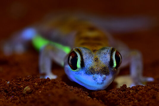 How Can Geckos See Color At Night?