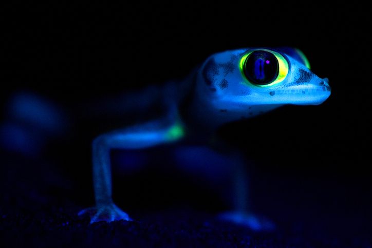Can Geckos See In The Dark