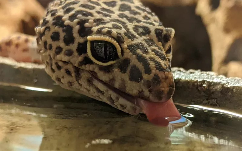 Can Leopard Geckos Drink Tap Water
