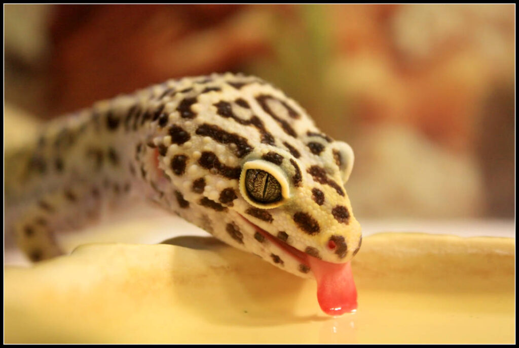 Why Water Matters for Geckos?