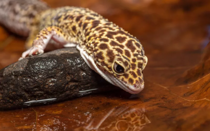Keeping Your Gecko Hydrated: Simple Ways for Their Well-Being