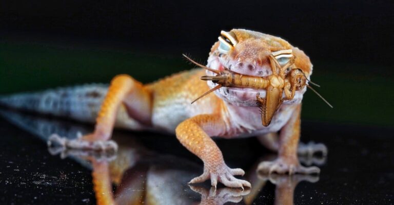 Can Leopard Geckos Eat Flies? A Fascinating Tale of Gecko Gourmet