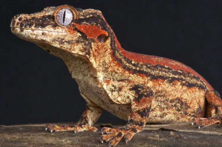 Behavior and Habitat of Gargoyle Geckos