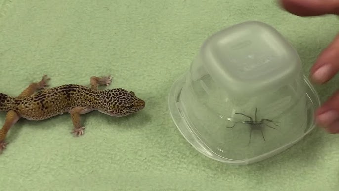 Do Geckos Eat Spiders? A Closer Look at Gecko Diets