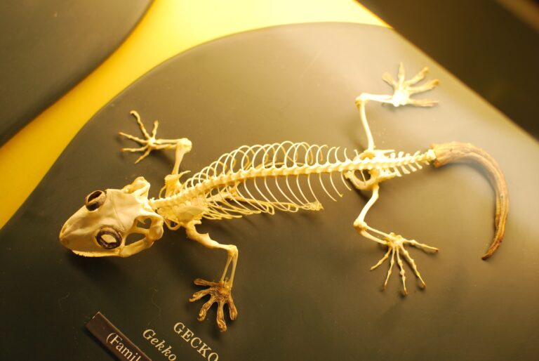 Do Geckos Have Bones? Mystery of Geckos’ Skeletons